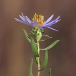 Fragrant Aster