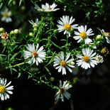 Symphyotrichum pilosum