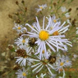 Douglas Aster