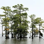 Taxodium distichum