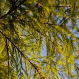 Taxodium Rich.