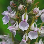 Canada Germander