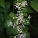Tall Meadowrue