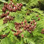 Western Red Cedar