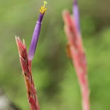 Tillandsia baileyi