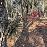 Tillandsia fasciculata