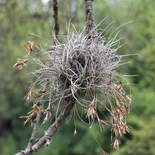 Tillandsia recurvata