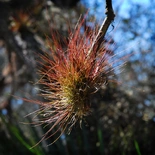 Tillandsia setacea