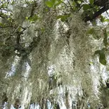 Tillandsia usneoides