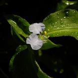 Tradescantia L.