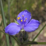 Tradescantia L.