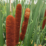 Typha ×glauca