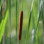 Typha angustifolia
