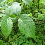 Ulmus americana