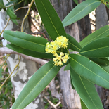 California Bay Laurel