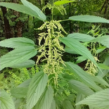 Urtica dioica