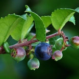 Evergreen Huckleberry