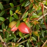 Vaccinium oxycoccos