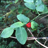 Vaccinium parvifolium