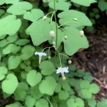 Inside Out Flower