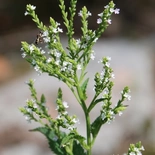 Verbena urticifolia