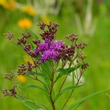 Prairie Ironweed