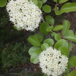 Rusty Blackhaw Viburnum