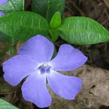 Vinca minor