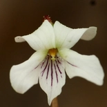 Viola lanceolata