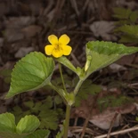 Viola pubescens