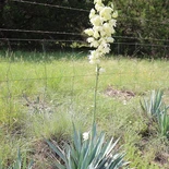 Pale Leaf Yucca
