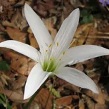 Atamasca Lily