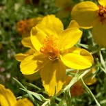 Prairie Zinnia